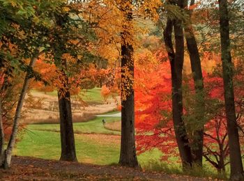 Sun shining through trees