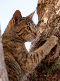 Close-up of a cat looking away