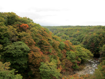 Scenic view of forest against sky