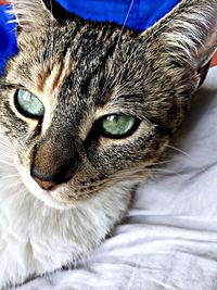 Close-up portrait of cat resting on bed