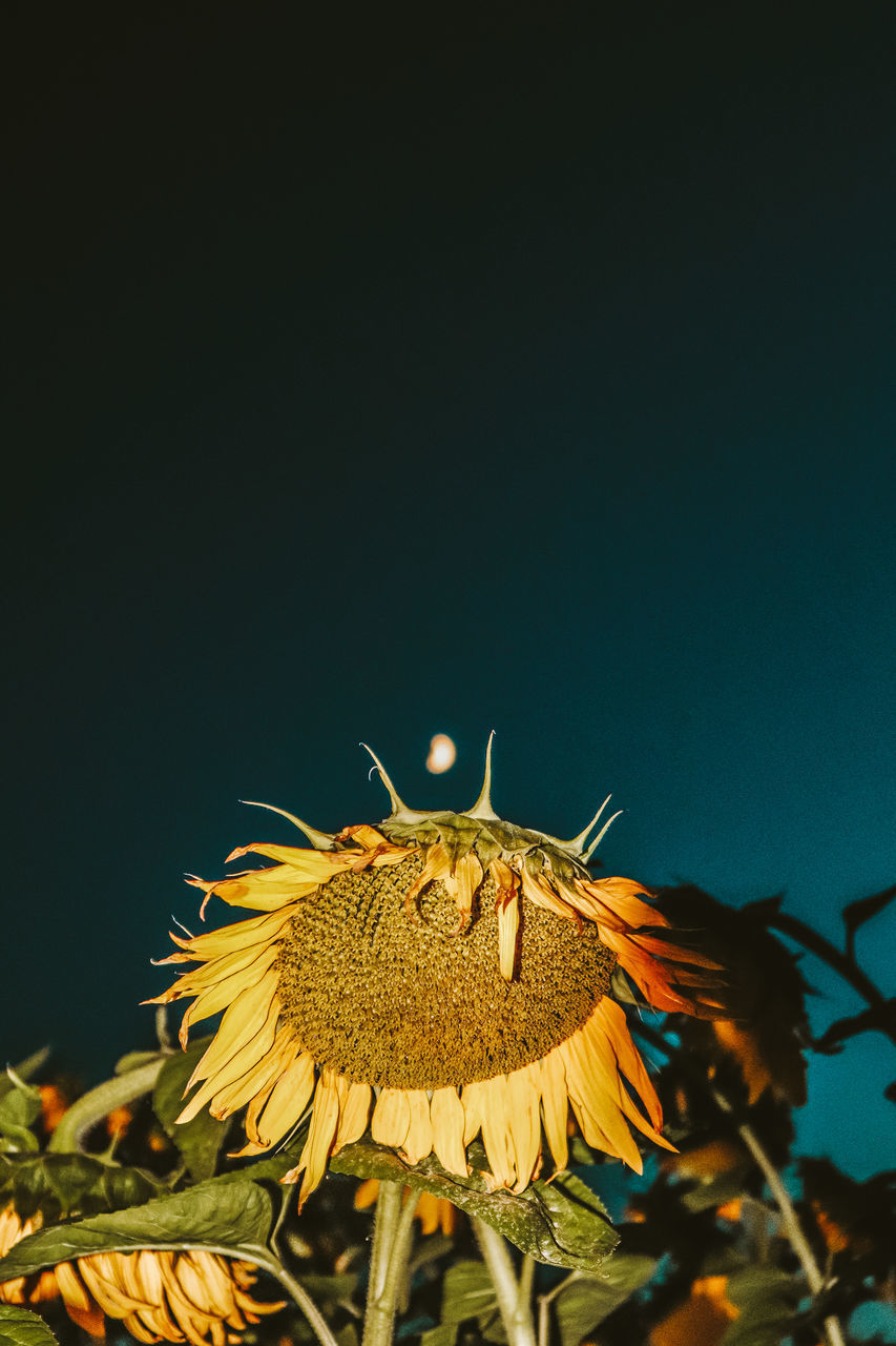 CLOSE-UP OF WILTED SUNFLOWER AGAINST SKY