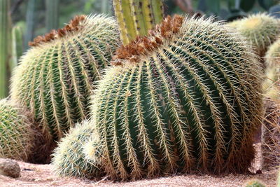 Close-up of cactus on field