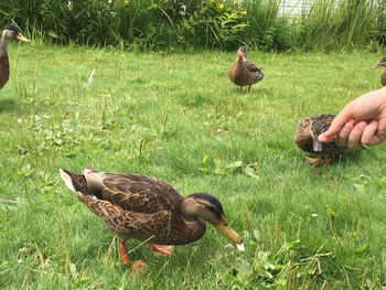 Mallard duck on field