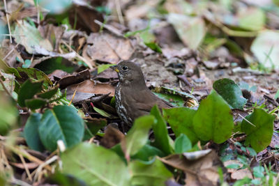 Close-up of bird perching on plant