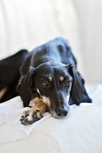 Close-up of a dog resting