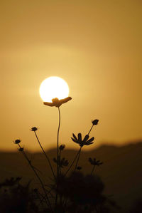 Close-up of silhouette plant against orange sky