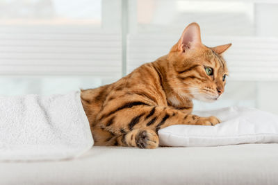 Charming striped bengal cat lies on a pillow in the room.