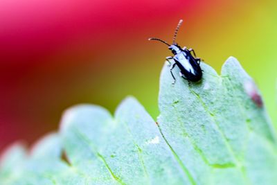 Close-up of insect on leaf