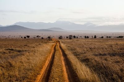 Scenic view of field against sky