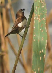 Close-up of bird perching on plant