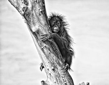 Low angle view of monkey on tree trunk against sky