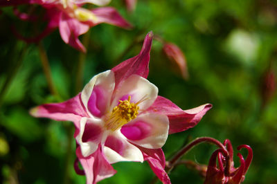 Close-up of pink flowering plant