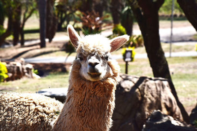 Close-up of a lama on a field