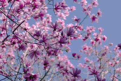 Low angle view of cherry blossoms against sky