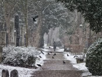 Scenic view of snow covered trees during winter