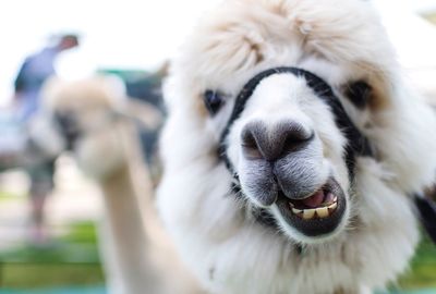 Close-up of an animal