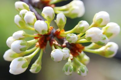 Close-up of white flowers