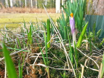 Plant growing on grassy field