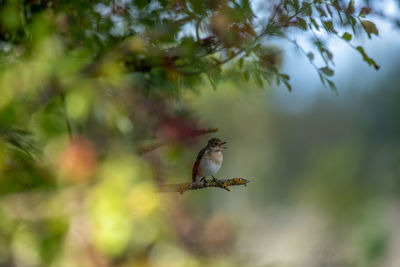 Close-up of bird perching on tree