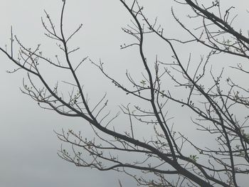 Low angle view of bare trees against sky