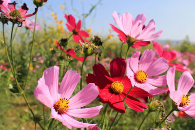 Close-up of pink cosmos flowers