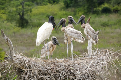 Birds on field