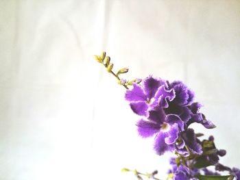 Close-up of flowers against blurred background