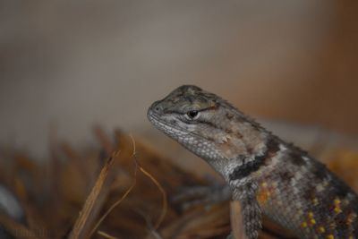 Close-up of lizard