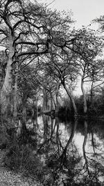 Bare trees by lake against sky