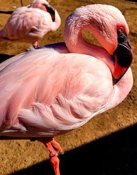 Close-up of birds