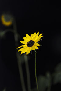 Close-up of yellow flowering plant