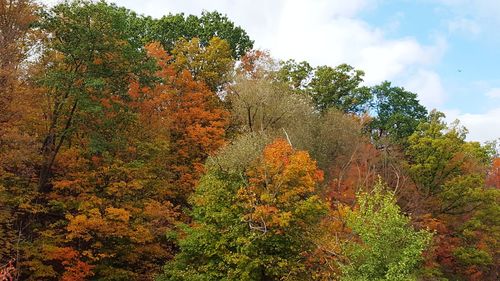 Trees against sky during autumn