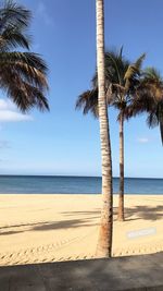 Palm trees on beach against sky