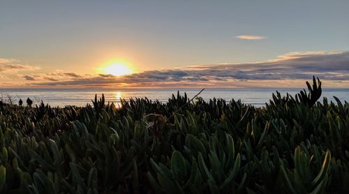 Close-up of plants growing on field against sky during sunset