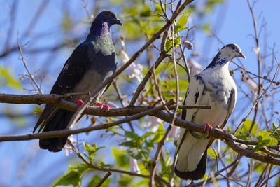 Low angle view of birds perching on tree