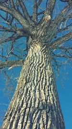 Low angle view of trees against blue sky