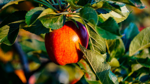 Close-up of strawberry growing on tree