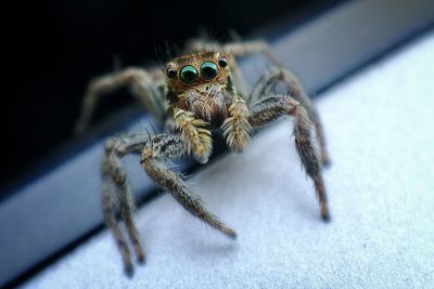 Close-up of spider