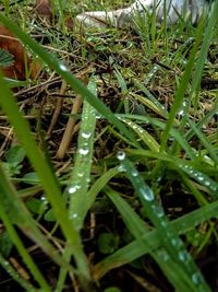 Close-up of grass growing on field