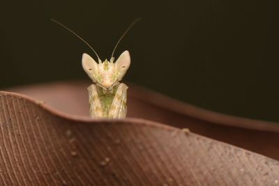 Close-up of insect on flower