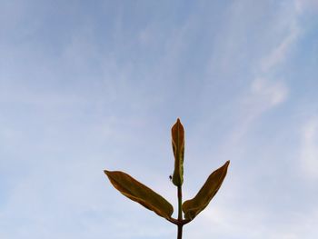 Low angle view of plant against sky