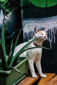 Close-up of a cat looking away at home