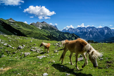 Horses walking on grassy mountain against blue sky