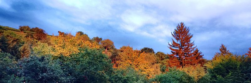 Low angle view of autumn trees against sky