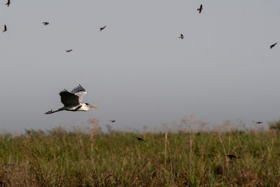 Bird flying in the sky