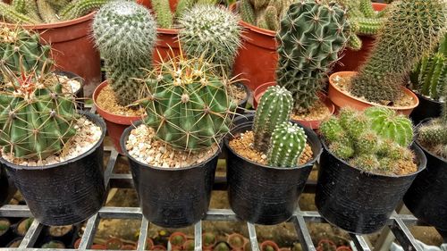 High angle view of succulent plants