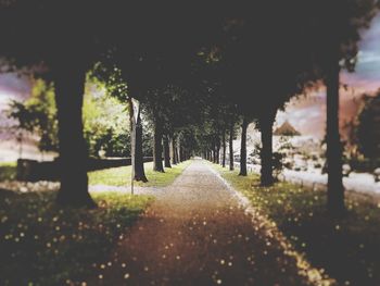 Trees on landscape