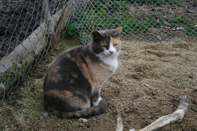 High angle view of cat sitting by fence