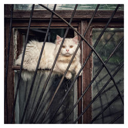 Portrait of cat relaxing on floor