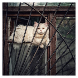 Portrait of cat seen through window